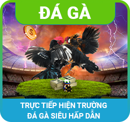 đá gà